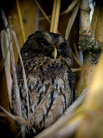 Costa Rica Mottled Owl_4020138