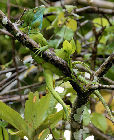 Costa Rica Green Basilisk_4140265