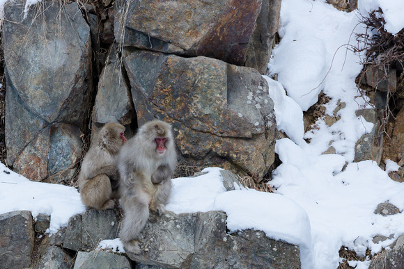 Nagano Snow Monkeys