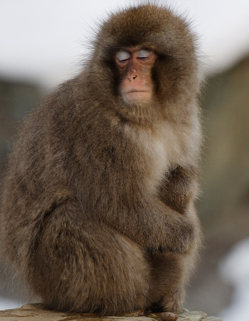 Nagano Snow Monkey
