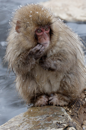 Nagano Snow Monkey