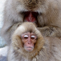 Nagano Snow Monkeys