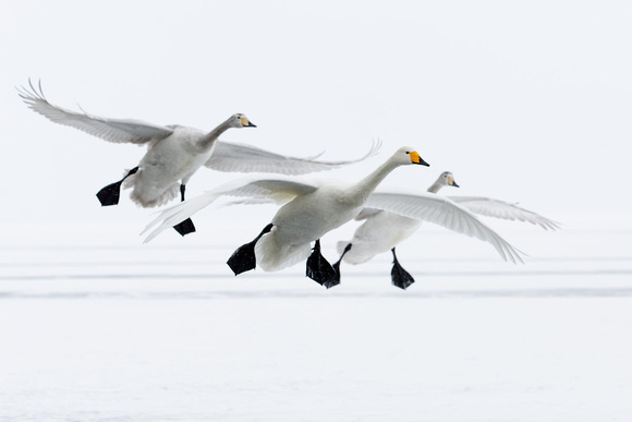Whooper Swans at Lake Kussaro
