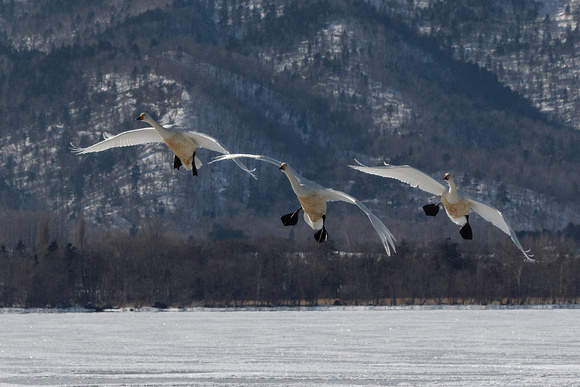 Whooper Swans at Lake Kussaro