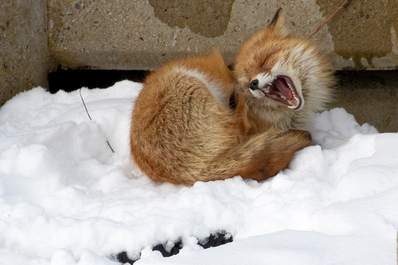 Northern Red Fox