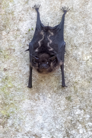 Panama Bat_0112