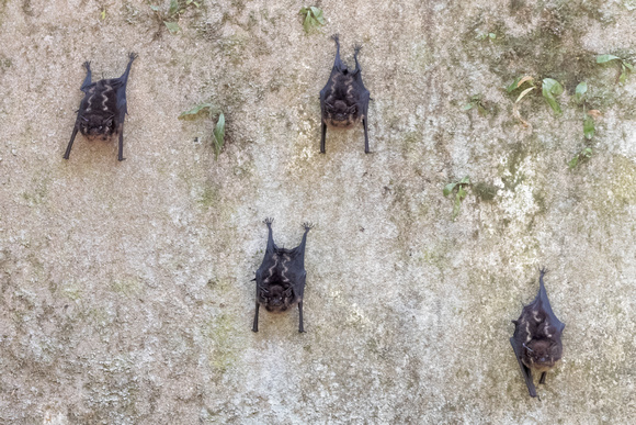 Panama Bats_0107