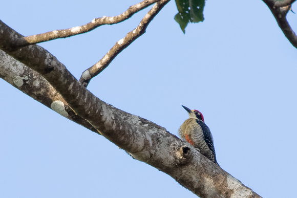 Panama Black-cheeked Woodpecker_1297