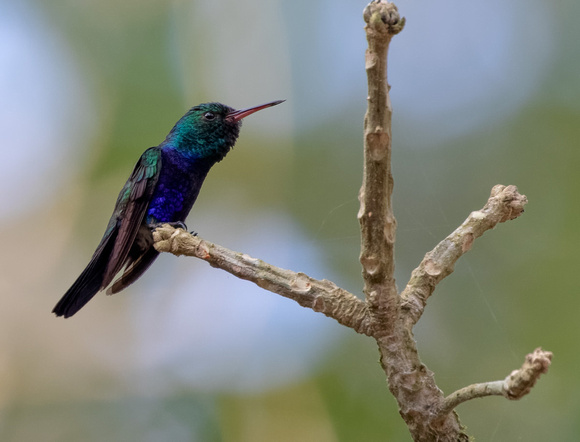 Panama Blue-chested Hummingbird_0565