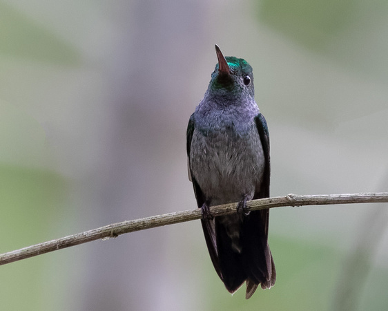 Panama Blue-chested Hummingbird_0817