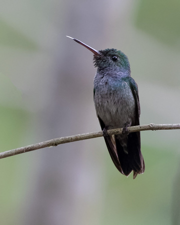 Panama Blue-chested Hummingbird_0820