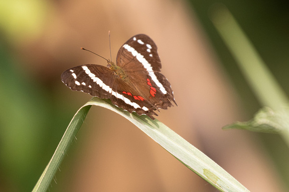Panama Butterfly_1983