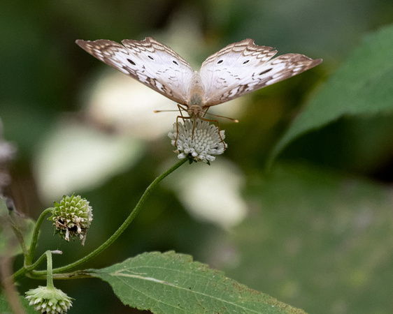 Panama Butterfly_2137