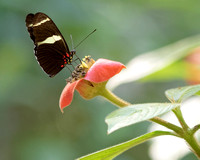 Panama Butterfly_9700
