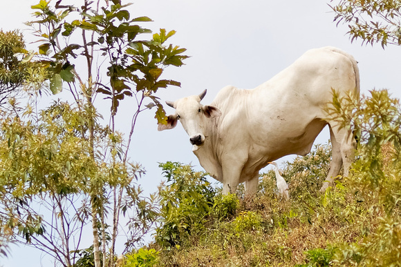 Panama Cattle Egret_6041