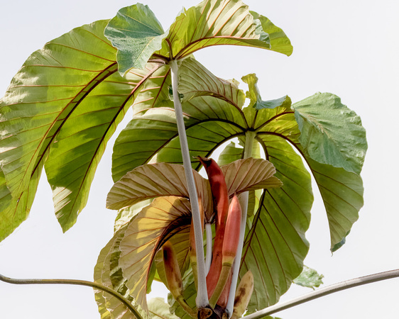 Panama Cecropia tree_6007