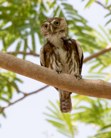 Panama Ferruginous Pygmy Owl_6873