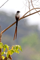 Panama Fork-tailed Flycatcher_9790