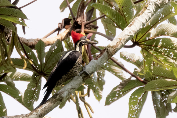 Panama Lineated Woodpecker_6569