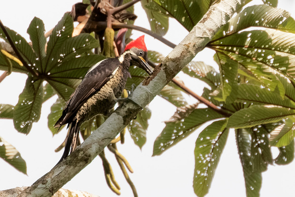 Panama Lineated Woodpecker_6585
