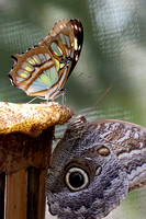 Panama Malachite and Owl Butterflies_9658
