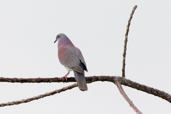 Panama Pale-vented Pigeon_1662