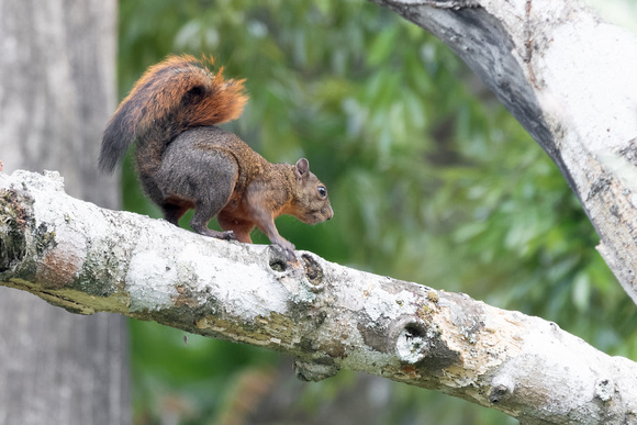 Panama Red-tailed Squirrel_6189