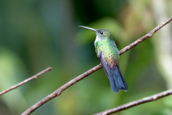 Panama Scaly-breasted Hummingbird_1731