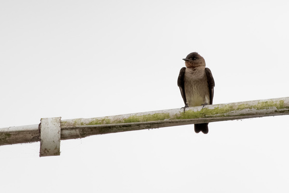 Panama Southern Rough-winged Swallow_2298