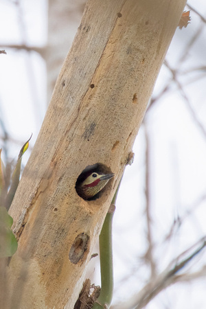 Panama Spot-breasted Woodpecker_2214