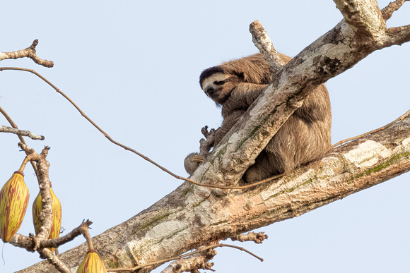 Panama Three-Toed Sloth_1454