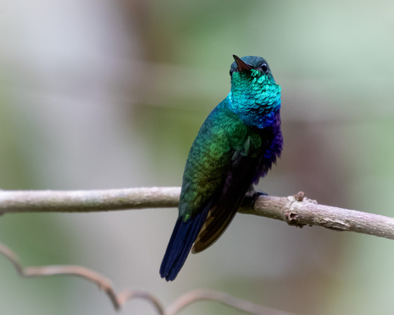 Panama Violet-bellied Hummingbird_0749