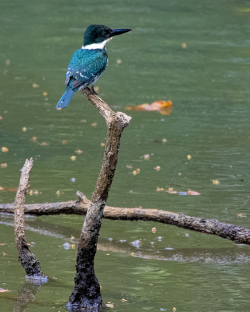 Panama, Amazon Kingfisher_2753