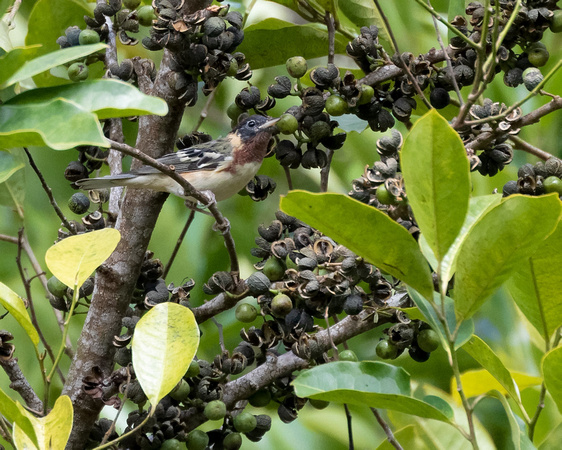 Panama, Bay-breasted Warbler_3976