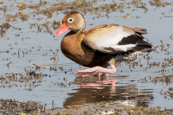 Panama, Black-bellied Whistling Duck_3454