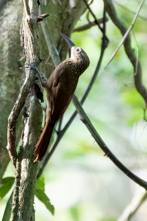 Panama, Cocoa Woodcreeper sp_2584