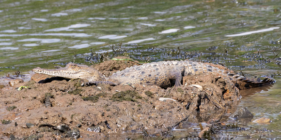 Panama, Crocodile_3536