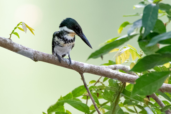 Panama, Green Kingfisher_2745