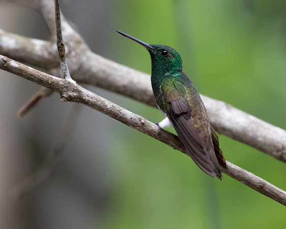 Panama, Hummingbird sp_4121