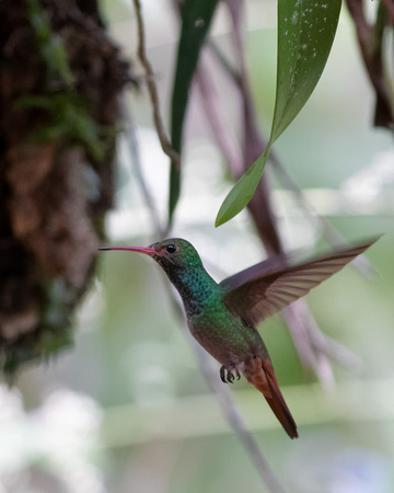 Panama, Hummingbird sp_4195