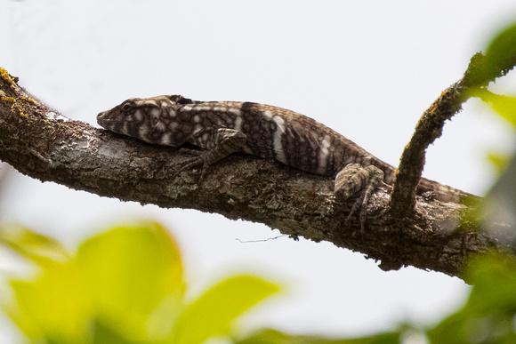 Panama, Lizard sp_4371