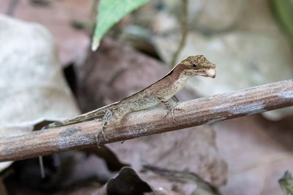 Panama, Lizard_2908