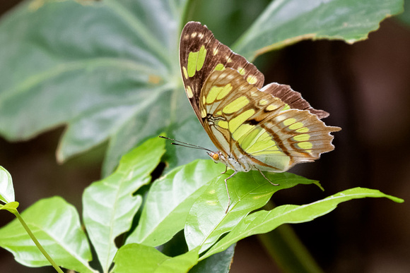 Panama, Malachite Butterfly_5430