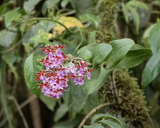 Panama, Orchids_5562