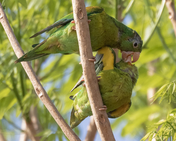 Panama, Parakeets_4855