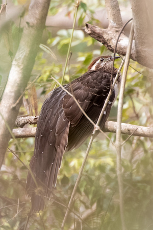Panama, Pheasant Cuckoo_1496