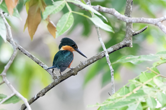Panama, Pygmy Kingfisher_2547