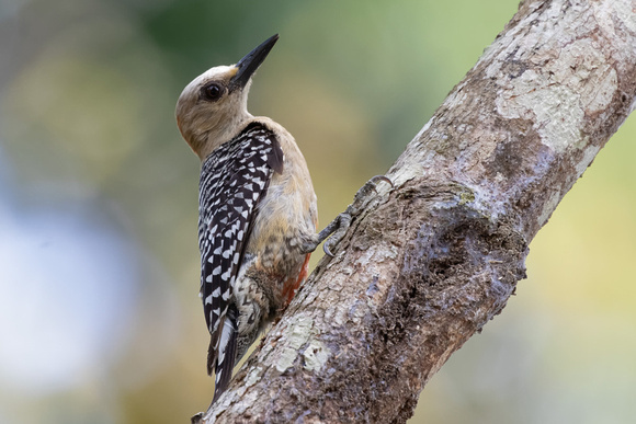 Panama, Red Crowned Woodpecker_2755