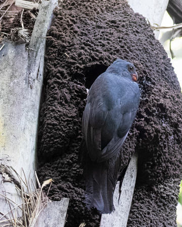 Panama, Slaty-tailed Trogon Nest_2988