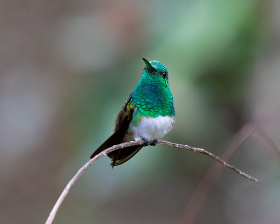 Panama, Snowy-bellied Hummingbird_3982